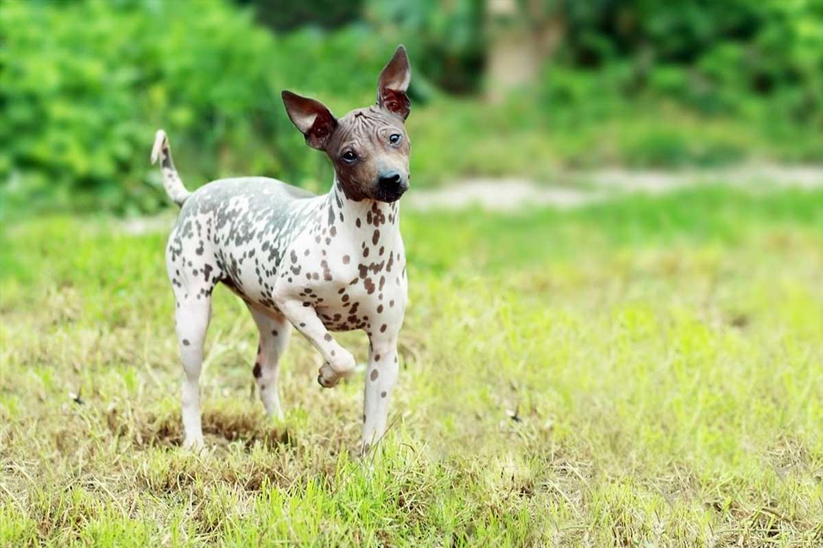 Terrier Americano sin Pelo 